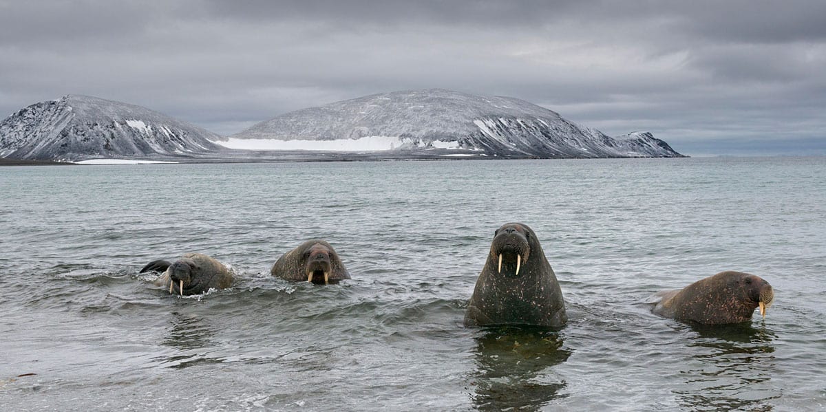 walrus in the sea